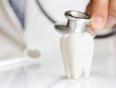 치과 : 안면골 구조와 구강 기능 중심